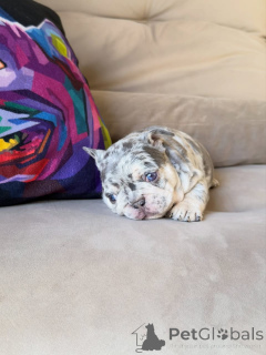 Photo №1. bouledogue - à vendre en ville de Saint-Germain-lès-Arpajon | négocié | Annonce №174879