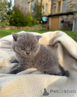 Photo №2 de l'annonce № 151601 de la vente british shorthair - acheter à Danemark 