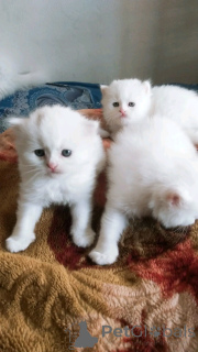 Photo №1. exotic shorthair - à vendre en ville de Berlin | 300€ | Annonce № 137219