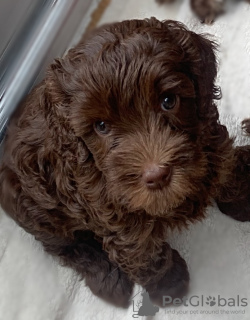 Photo №3. Labradoodle australien. La Grande-Bretagne