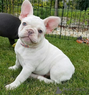 Photo №4. Je vais vendre bouledogue en ville de Regensburg. annonce privée - prix - 360€