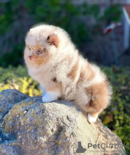 Photo №3. Pomérane formé des toilettes. Belgique