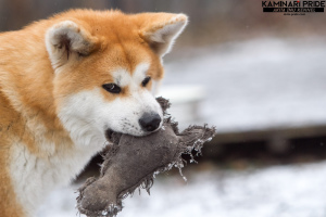 Photo №4. Je vais vendre akita (chien) en ville de Chelyabinsk. de la fourrière, éleveur - prix - 426€