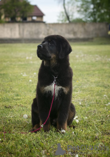 Photo №3. Chiots Mastiff tibétain. Biélorussie