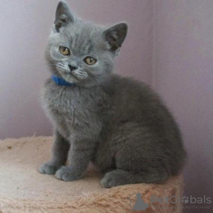 Photo №2 de l'annonce № 92680 de la vente british shorthair - acheter à Allemagne éleveur