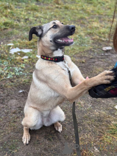 Photo №4. Je vais vendre chien bâtard en ville de Rivière moscou. annonce privée - prix - Gratuit