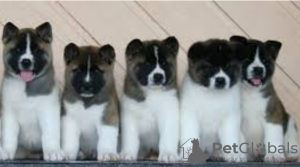 Photo №1. akita (chien) - à vendre en ville de Stockholm | négocié | Annonce №113184