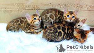 Photos supplémentaires: Chat Bengal - Chatons Bengal