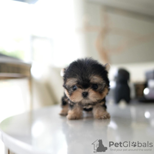 Photo №2 de l'annonce № 130507 de la vente yorkshire terrier - acheter à USA annonce privée