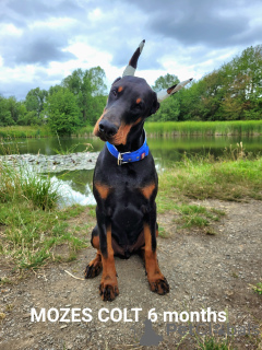 Photo №2 de l'annonce № 22334 de la vente dobermann - acheter à Allemagne de la fourrière