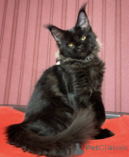 Photo №1. maine coon - à vendre en ville de Achaern | 950€ | Annonce № 161418