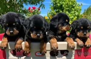 Photo №4. Je vais vendre rottweiler en ville de Septal. annonce privée - prix - 580€