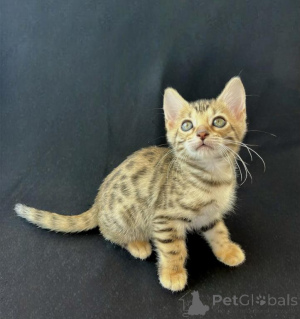 Photo №1. bengal - à vendre en ville de Bünsdorf | 350€ | Annonce № 150495