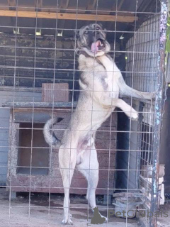 Photo №3. Kangal turc, mâle. Serbie