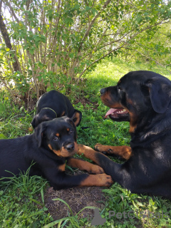 Photo №3. Les chiots Rottweiler vont à de nouveaux propriétaires. La Lettonie