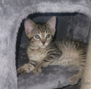 Photo №2 de l'annonce № 172710 de la vente ocicat - acheter à Belgique annonce privée, éleveur