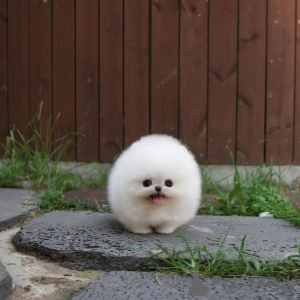 Photo №3. Tout le monde veut une petite tasse de thé de 2 livres de Poméranie Business. La finlande