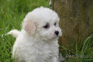 Photo №1. bichon à poil frisé - à vendre en ville de Heilbronn | Gratuit | Annonce №123644