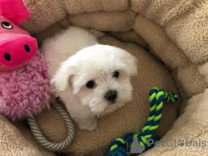 Photo №2 de l'annonce № 169508 de la vente bichon à poil frisé - acheter à La finlande annonce privée, éleveur