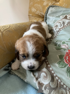 Photo №1. chien bâtard - à vendre en ville de Göteborg | négocié | Annonce №169799