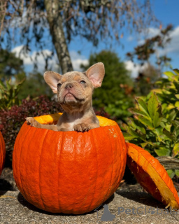 Photo №2 de l'annonce № 150639 de la vente bouledogue - acheter à Allemagne de l'abri, éleveur