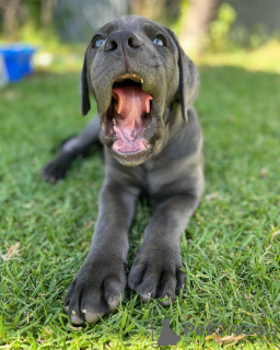 Photo №4. Je vais vendre cane corso en ville de Munich. éleveur - prix - Gratuit