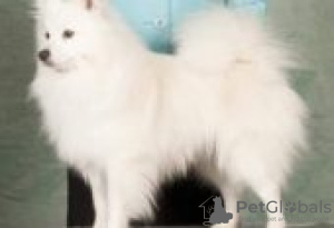 Photo №2 de l'annonce № 129080 de la vente griffon bruxellois - acheter à La finlande éleveur