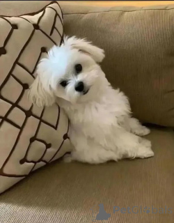 Photo №1. bichon maltais - à vendre en ville de Helsinki | 500€ | Annonce №164994