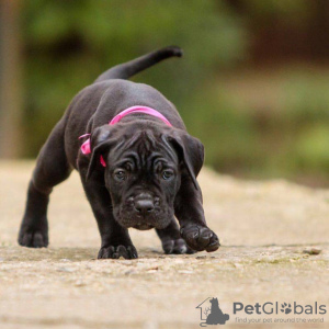 Photo №2 de l'annonce № 120641 de la vente cane corso - acheter à La Grande-Bretagne éleveur