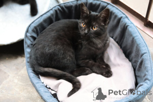 Photo №2 de l'annonce № 154411 de la vente  - acheter à Fédération de Russie annonce privée