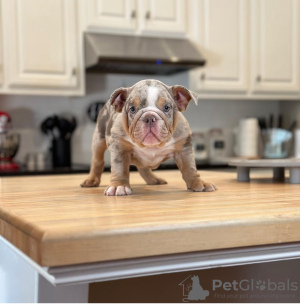 Photo №1. bulldog anglais - à vendre en ville de Зальцбург | négocié | Annonce №112247