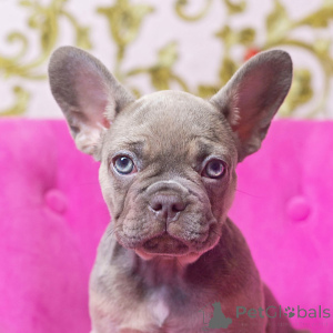 Photo №1. bouledogue américain - à vendre en ville de Monticule de fleurs | 484€ | Annonce №168014
