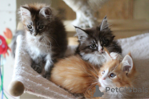 Photo №4. Je vais vendre maine coon en ville de Rüdersdorf. éleveur - prix - 350€