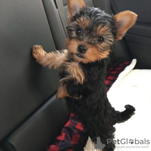 Photo №3. Yorkshire Terrier de race pure de taille moyenne.. Allemagne