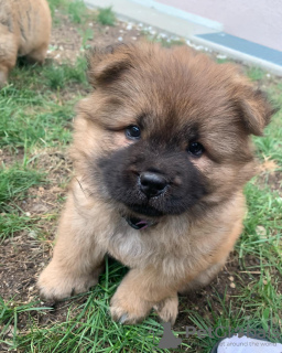 Photo №1. chow-chow - à vendre en ville de Paris | négocié | Annonce №71036