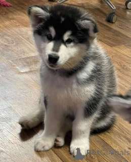Photo №1. malamute de l'alaska - à vendre en ville de Anvers | négocié | Annonce №169670