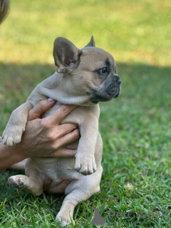 Photos supplémentaires: Chiots à vendre Chiots bouledogues français très mignons