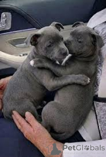 Photo №3. De précieux chiens de Staffordshire Bull Terrier en vente.. Espagne