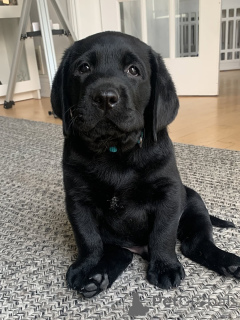 Photo №2 de l'annonce № 169104 de la vente labrador retriever - acheter à La finlande annonce privée