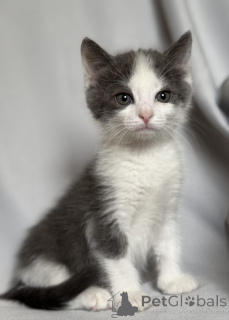 Photo №4. Je vais vendre  en ville de Москва.  - prix - Gratuit