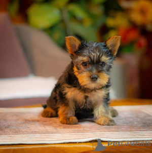Photo №1. yorkshire terrier - à vendre en ville de Belgrade | négocié | Annonce №125764