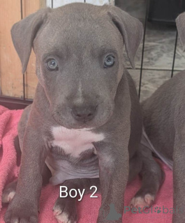 Photo №4. Je vais vendre staffordshire bull terrier en ville de Langen. annonce privée - prix - 580€
