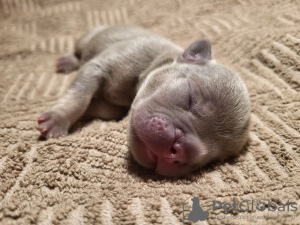 Photos supplémentaires: Chiot bouledogue français, exotique