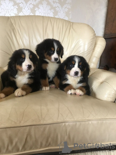 Photo №3. Mignons chiots bouviers bernois à adopter gratuitement. Allemagne