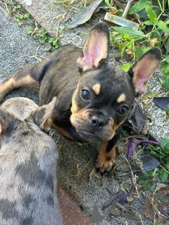 Photo №2 de l'annonce № 123125 de la vente  - acheter à USA 