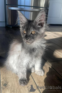 Photo №2 de l'annonce № 106955 de la vente maine coon - acheter à Allemagne annonce privée