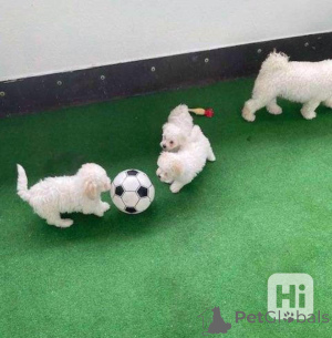Photo №1. bichon à poil frisé - à vendre en ville de Ertert | négocié | Annonce №164347