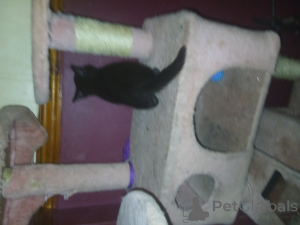 Photo №3. Chaton noir chanceux,. La Grande-Bretagne