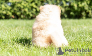 Photos supplémentaires: Les chiots Chow Chow sont maintenant prêts à emménager dans de nouveaux foyers