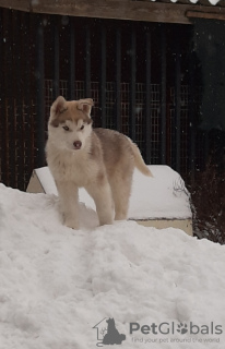 Photos supplémentaires: Aspirateur complet pour chiots Husky KSU